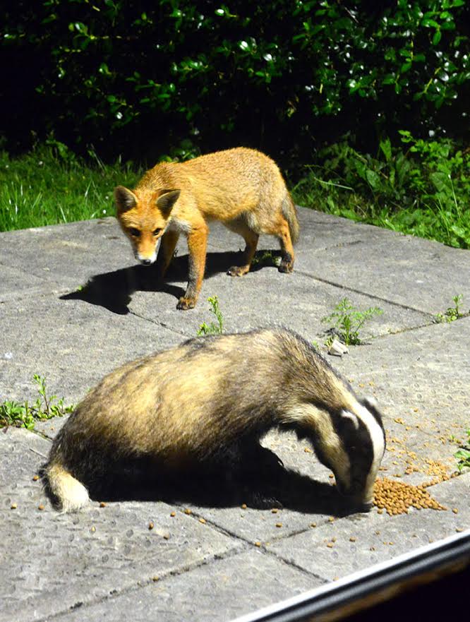 Badger